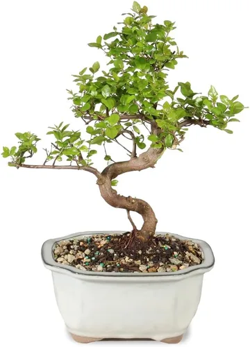 Vista 3 de Brussel's Bonsai Árbol bonsái de ciruela dulce china viva, 5 años, 6 a 10 pulgadas, bonsái de interior en maceta de bonsái de cerámica