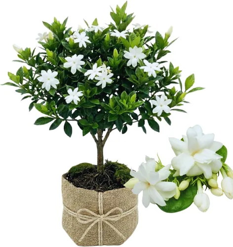 Vista 6 de 2 plantas de jazmín vivas, planta de flores de jazmín trepadoras, zona 4 a 11, 5 a 7 pulgadas de altura (blanco doble)