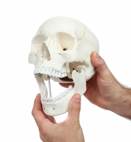 Vista 2 de Wellden modelo de cráneo humano anatómico médico, de 3 piezas, numerado, tamaño real