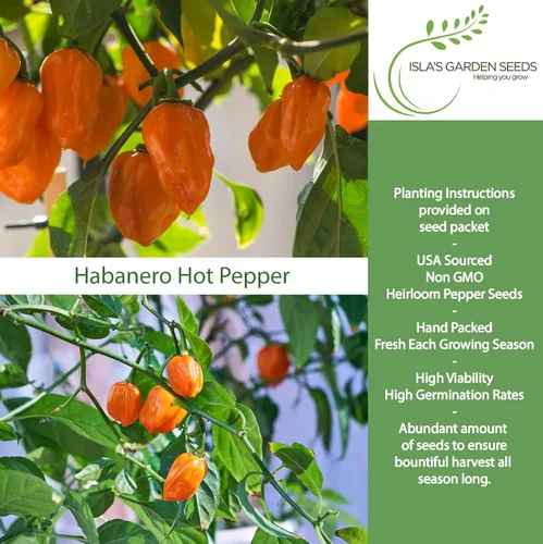 Vista 2 de Semillas de habañero para plantar, más de 25 semillas tradicionales por paquete, pimiento picante y picante, semillas de jardín de Isla