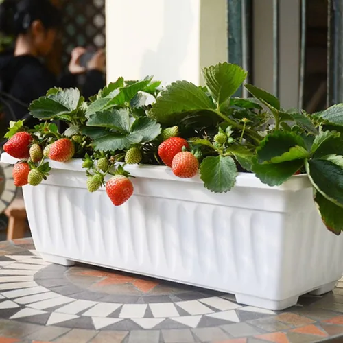 Vista 2 de Yardwe Macetero para ventana, 2 macetas de plástico para verduras, macetas rectangulares con bandeja para jardín interior y exterior, patio