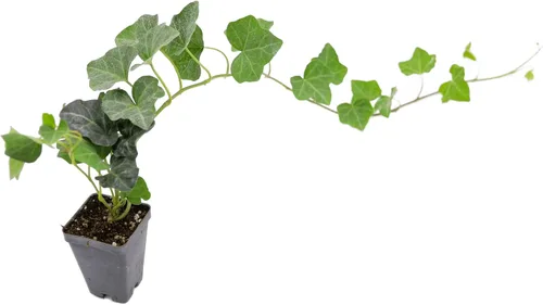 Vista 19 de Greenwood Nursery: Plantas vivas de cobertura del suelo - Bugleweed Blueberry Muffin + Ajuga Reptans - [Cantidad: 1x Maceta de Pinta]