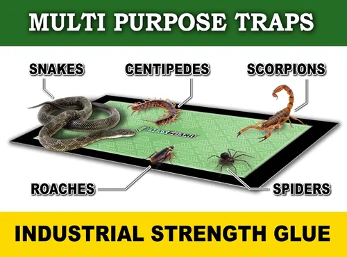 Vista 4 de MaxGuard Trampas para insectos extra grandes (8 trampas) Tabla de pegamento precebada extra pegajosa no tóxica, atrapa y mata a la mayoría