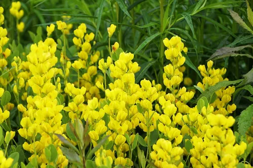 Vista 4 de 25 semillas de flores de índigo falso índigo silvestre amarillo Baptisia Tinctoria