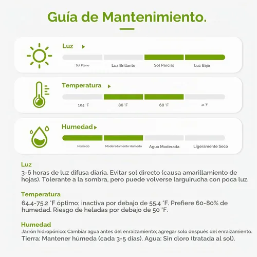 Vista 8 de Bambú de la suerte en forma de corazón, planta de interior viva de 12 pulgadas, arreglo de corazón de doble tallo, regalo ideal para cumpleaños