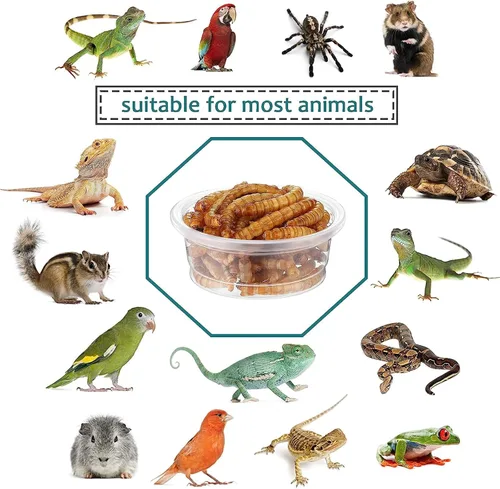 Vista 5 de Vasos de alimentación de agua y alimentos con cresta de Gecko de 0.5 onzas, cuencos de alimentación de reptiles, plato de comida de repuesto