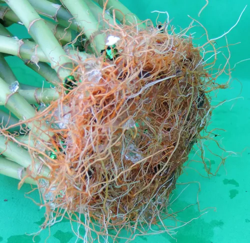 Vista 3 de Lucky Bamboo Desing Piña 23 Stalkof 6-8 pulgadas de alto/Jmbamboo