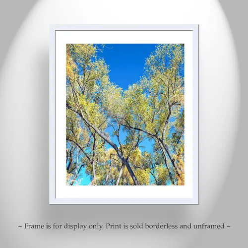 Vista 4 de San Pedro River Arizona Cottonwood Tree Autumn Forest Nature Print