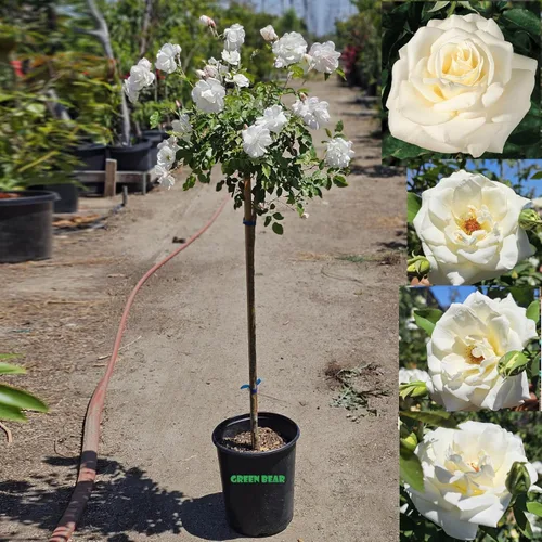 Vista 4 de Árbol de rosas, planta de floración viva, 4-5 pies de alto, refloreciendo todo el año, maceta de 5 galones