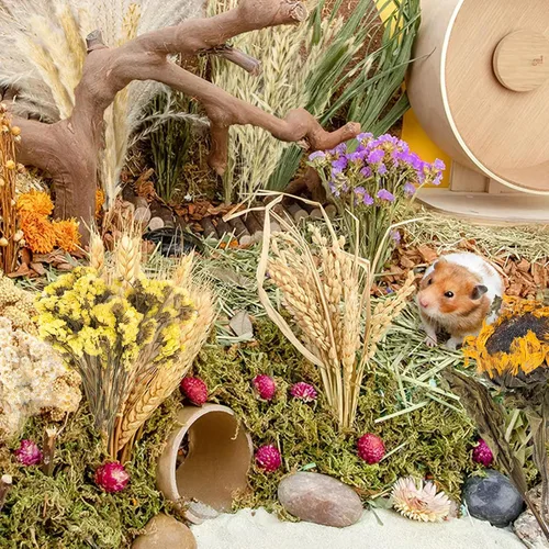 Vista 4 de Decoración Natural de Hábitat con Espiga de Grano y Flores y Hierbas para Lecho, Añadiendo Diversión - Accesorios para Hámsteres, Jerbos y Lemmings