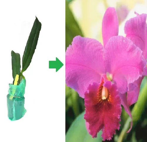 Vista 4 de Cattleya Orchid Hawaiian Starter Plant 5-8 pulgadas