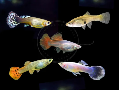 Vista 8 de Swimming Creatures™ Peces de Acuario de Agua Dulce Tropicales Guppy/Platy Reproductores Vivos (4 Machos Guppy Oro 24K de 24 cm)