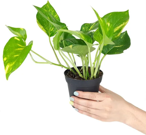 Vista 8 de Live Houseplant - Planta de araña rizada Bonnie de 4 pulgadas, planta de interior de fácil cuidado, plantas de interior vivas - Plantas