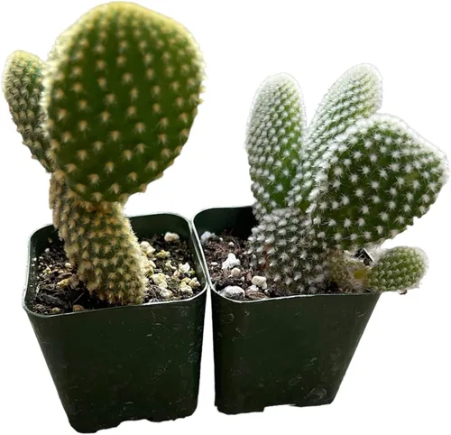 Vista 4 de Plantas de cactus suculentas vivas (juego de dos macetas de 2 pulgadas) (pata de oso de cotiledón tomentosa 'verde+ abigarrada')