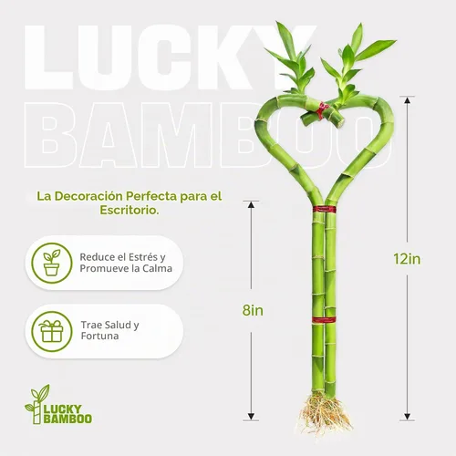 Vista 2 de Bambú de la suerte en forma de corazón, planta de interior viva de 12 pulgadas, arreglo de corazón de doble tallo, regalo ideal para cumpleaños