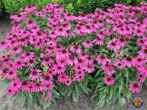 Vista 2 de UtopiaSeeds Semillas de equinácea morada - Semillas de equinácea