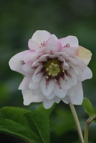 Vista 2 de Perennial Farm Marketplace Helleborus x Winter Jewels "Flor de Cerezo" (Rosa Cuaresmal) Perenne, 1 Quart, Flores Rojas