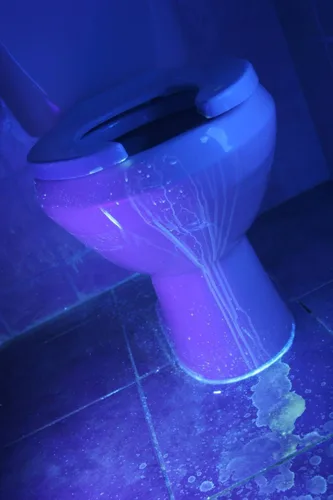Vista 6 de Linterna ultravioleta ultravioleta ultravioleta de 395 nm, luz negra, LED de alta potencia de 3 modos de 10 yardas de largo alcance, linterna UV