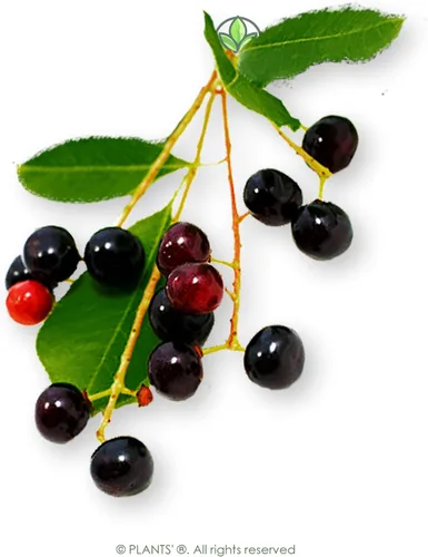 Vista 3 de Wild Black Cherry Semillas Premium Prunus serotina 'Fruit' Plants' (Premium Seeds, 5)