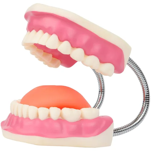 Vista 4 de Modelo de cepillado de dientes, 3 veces ampliado con cepillo gigante modelo de dientes de cuidado bucal, muelas del juicio, kit de dentista