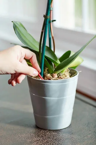 Vista 6 de Miracle-Gro Picos de alimento para plantas de orquídeas