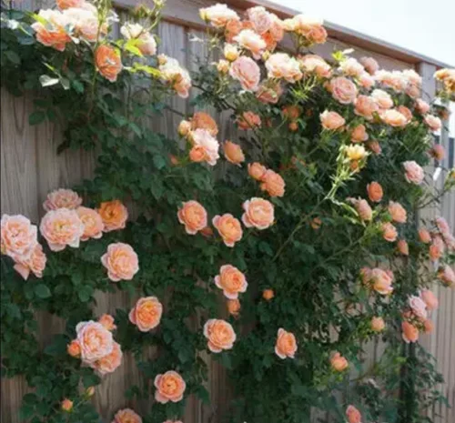 Vista 6 de 1000 semillas + Muti Color Mix Rose Seeds - Flores exuberantes, perennes, mariposa fragante trepadora de vid, semillas de flores. Semillas de rosa