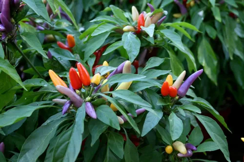 Vista 3 de Más de 50 semillas de pimiento picante ornamental para mascarada, mezcla de verduras