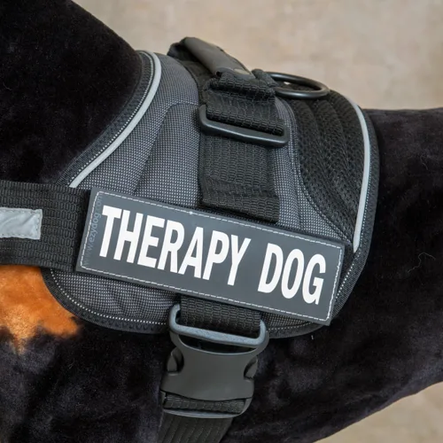 Vista 6 de EzyDog Insignia lateral – Identifica claramente a tu perro cuando llevas el arnés para perro Convert – Juego de dos insignias (Adopt Me, S)