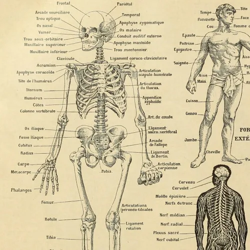 Vista 3 de Meishe Art Póster impreso anatomía humana, esqueleto, diagrama de huesos antiguos, diseño de medicina, retro, vintage, biología médica, sistema