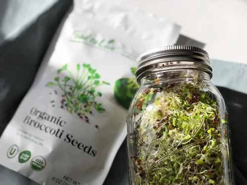 Vista 5 de Food to Live Semillas orgánicas de brócoli para germinar, 2 onzas – sin OGM, veganas, kosher, alimento sirt, a granel. Ricas en sulforafano