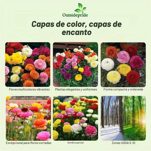 Vista 2 de Outsidepride 20 semillas anuales de ranúnculo persa ranúnculo macé flor semilla mezcla para plantar Mezcla de Mache
