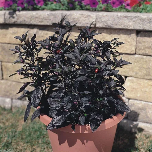 Vista 3 de Black Pearl Pimienta ornamental (100 SEMILLAS) ¡La primera pimienta de hoja negra!
