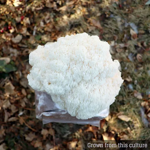 Vista 6 de Cultivo líquido de hongos - Melena de león (Hericium Erinaceus)