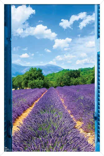 Vista 13 de Trends International Póster de pared de campo de lavanda, 14.725 x 22.375 pulgadas, versión enmarcada de madera de granero Versión enmarcada Barnwood