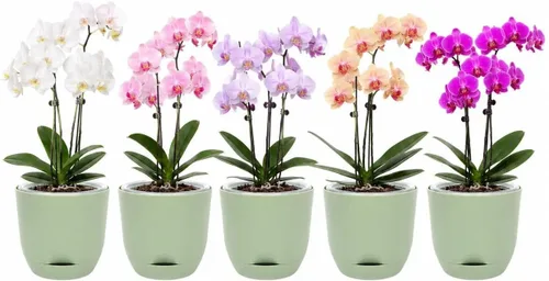Vista 28 de QCQHDU 2 Pack 5.7 Inch Orchid Pots with Holes for Repotting, Double-Layer and Self Watering Orchid Pot with Good Air Circulation Verde