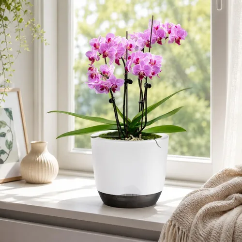 Vista 5 de QCQHDU 2 Pack 7.2 Inch Orchid Pots with Holes for Repotting, Double-Layer and Self Watering Orchid Pot with Good Air Circulation Blanco y negro