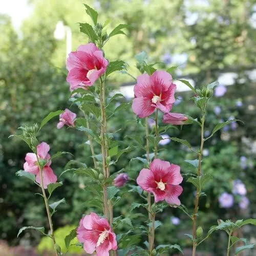 Vista 3 de Red Pillar™ Rose of Sharon - Hibiscus syriacus - Proven Winners - 4" Pot