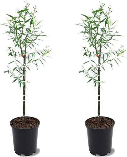 Vista 5 de Sauce llorón, caducifolio, de crecimiento rápido, árbol de sombra, 2-3 pies de altura del árbol, maceta de vivero de 1 galón