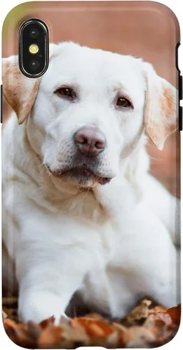 Vista 5 de Labrador Retriever Dog Lover - Carcasa para iPhone 17