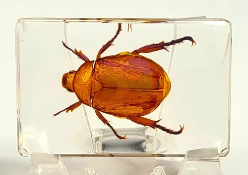 Vista 16 de 44mm Hormiga gigante tropical real en resina de lucita transparente cristalina, espécimen preservado Pseudoneoponera Rufipes, taxidermia