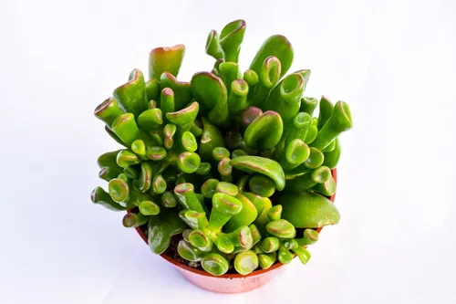 Vista 3 de Planta suculenta crassula viva - Suculenta crassula de 4 pulgadas totalmente arraigada (Crassula Gollum)