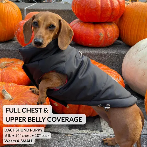 Vista 7 de DJANGO Abrigo de invierno reversible para perros con acolchado – Chaqueta de invierno cálida para perros y abrigo aislante repelente al agua