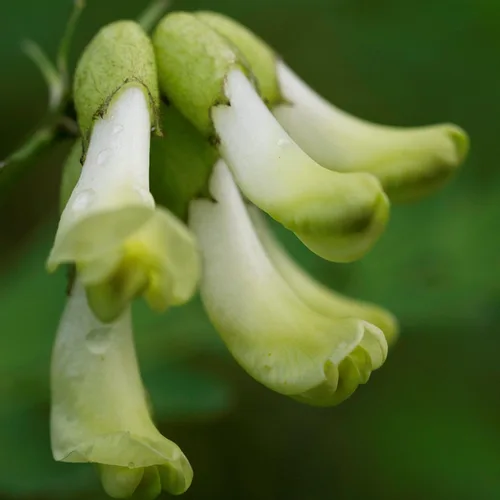 Vista 5 de Semillas de astrágalo (Astragalus membranaceus) Más de 50 semillas de hierbas medicinales chinas raras en cápsulas de semillas congeladas