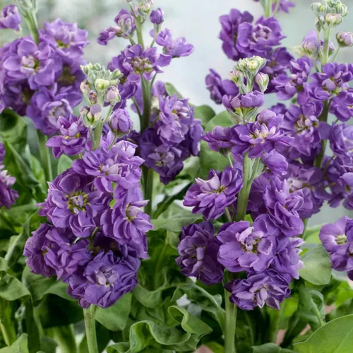 Vista 2 de 50pcs Columna Mixta Stock Semillas Flor Matthiola Incana Blossom Stock