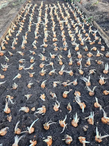 Vista 4 de 3 Cormos de Azafrán Sativus Crocus - Cormos Grandes de más de 10 cm para Plantar - Bulbos de Azafrán Crocus con Instrucciones Completas