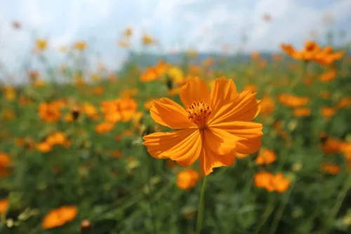 Vista 4 de Klondyke - Semillas de flores cosmos de azufre naranja para plantar, más de 100 semillas por paquete, semillas de jardín de Isla
