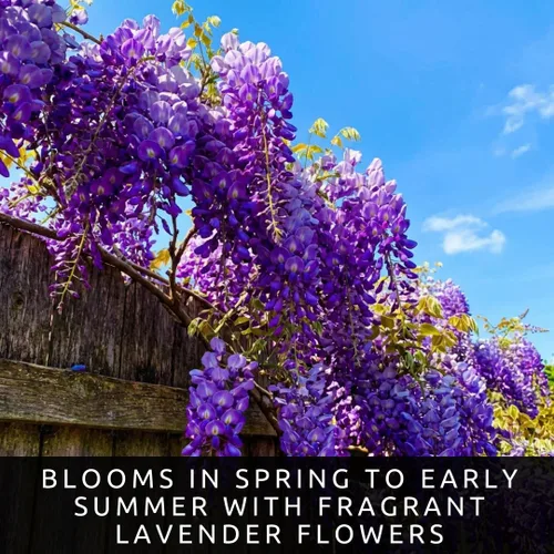 Vista 6 de 10 semillas de glicina americana para plantar - Wisteria frutescens
