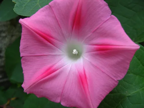 Vista 3 de Semillas Ruby Morning Glory Flores anuales para plantar