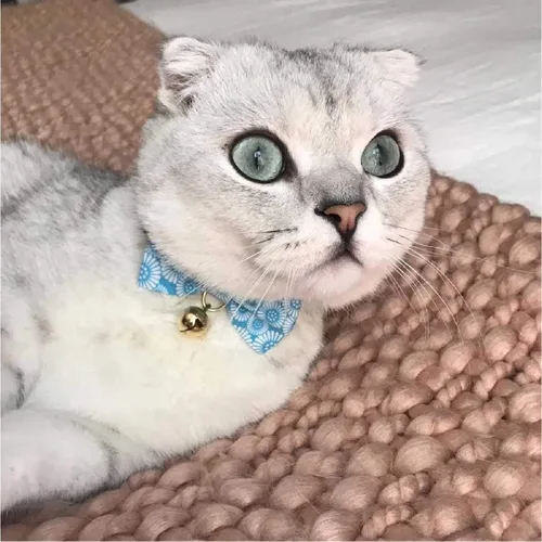 Vista 8 de Necoichi Kiku Ribbon Bow Tie Cat Collar (azul bebé)