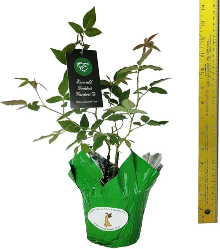 Vista 9 de Caldwell Pink Rose Bush - Raíz antigua reliquia propia - Rosa Hybrid - Planta viva - Flor doble perpetua fragante - Emerald Goddess Gardens
